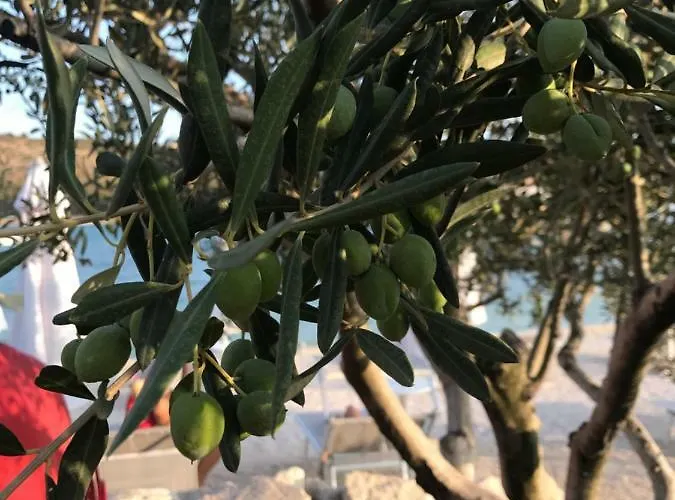 شقة Bozana